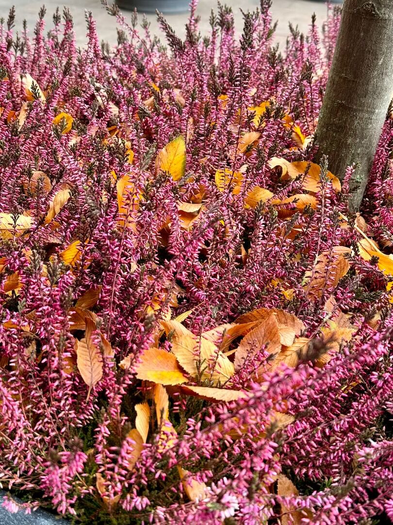 Farbenfroher Herbst