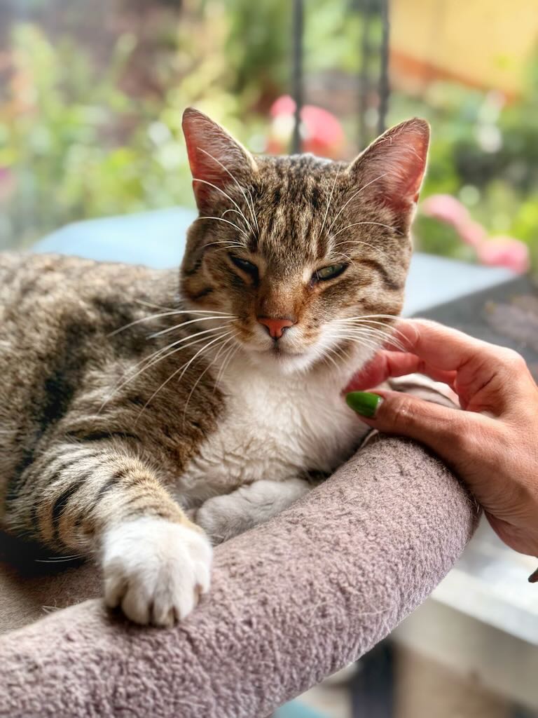 Otto der Kater
