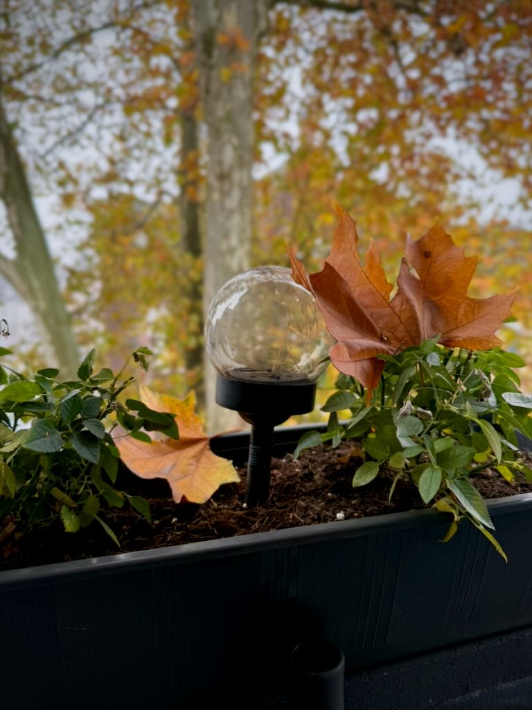 Wochenendausgabe 521 - Herbst