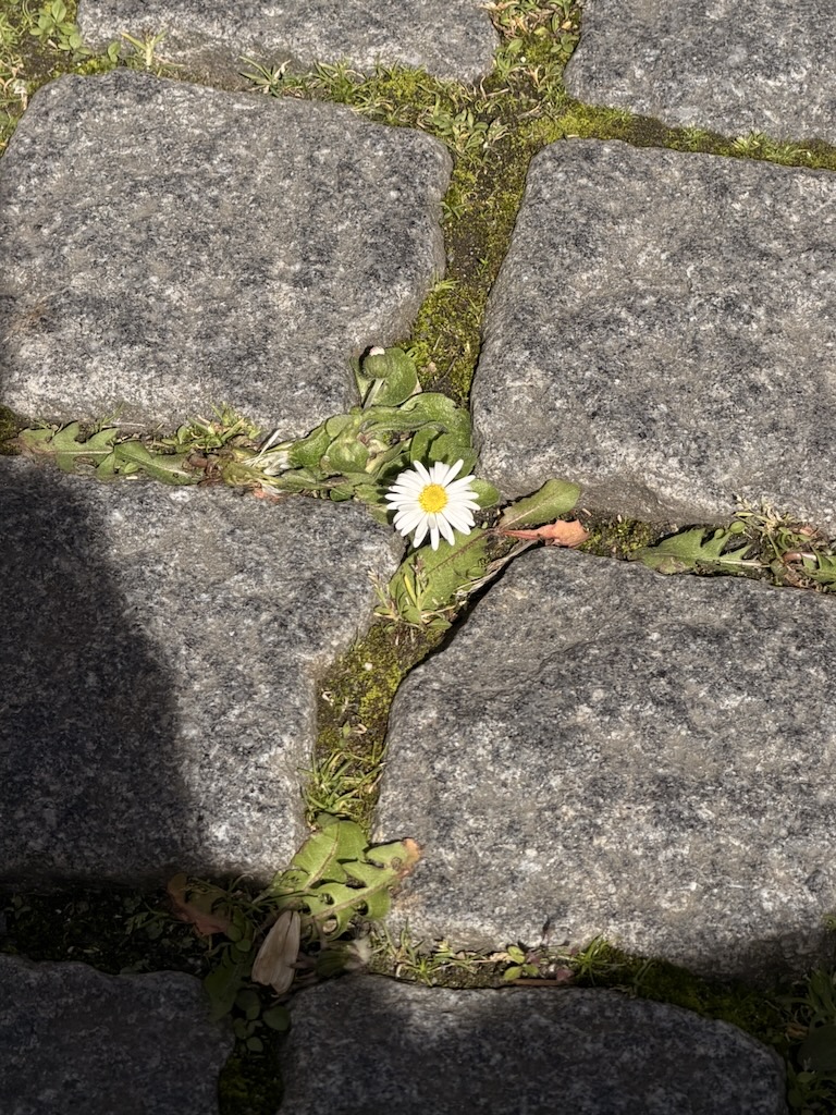 Gänseblümchen