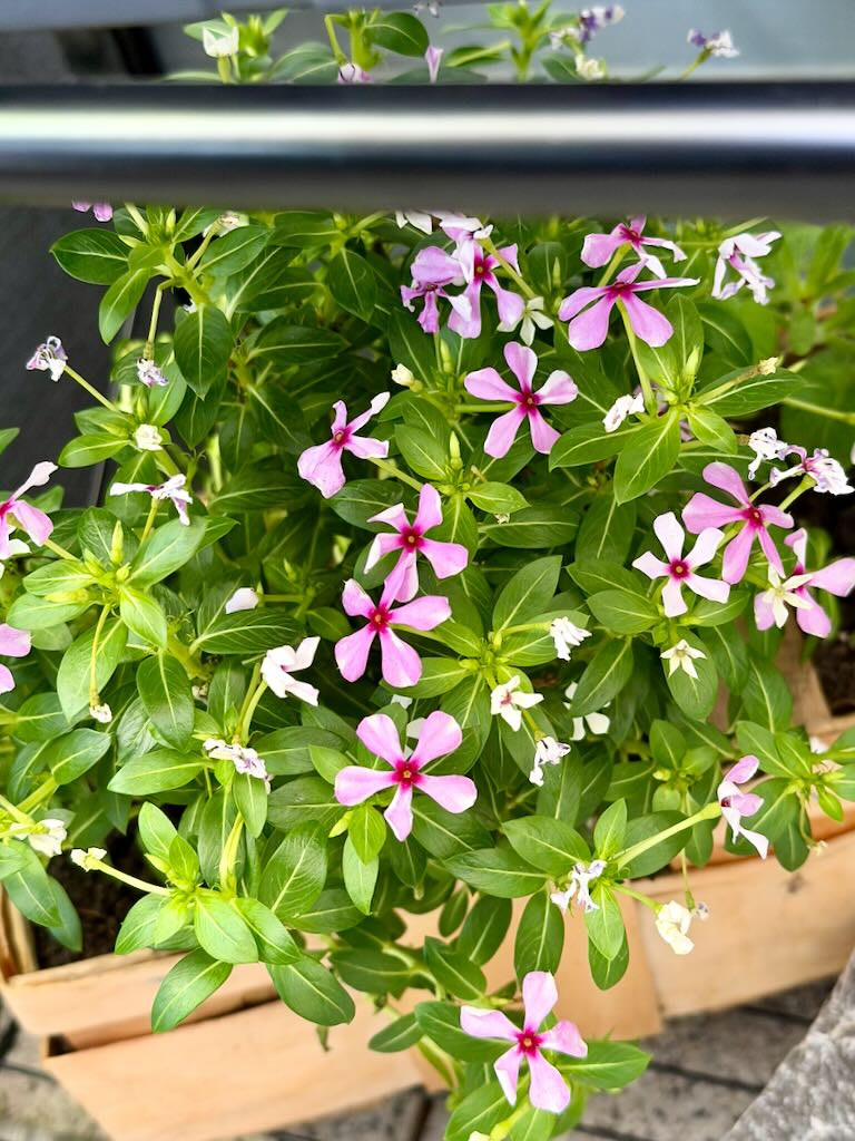 Balkonpflanze – Rosa