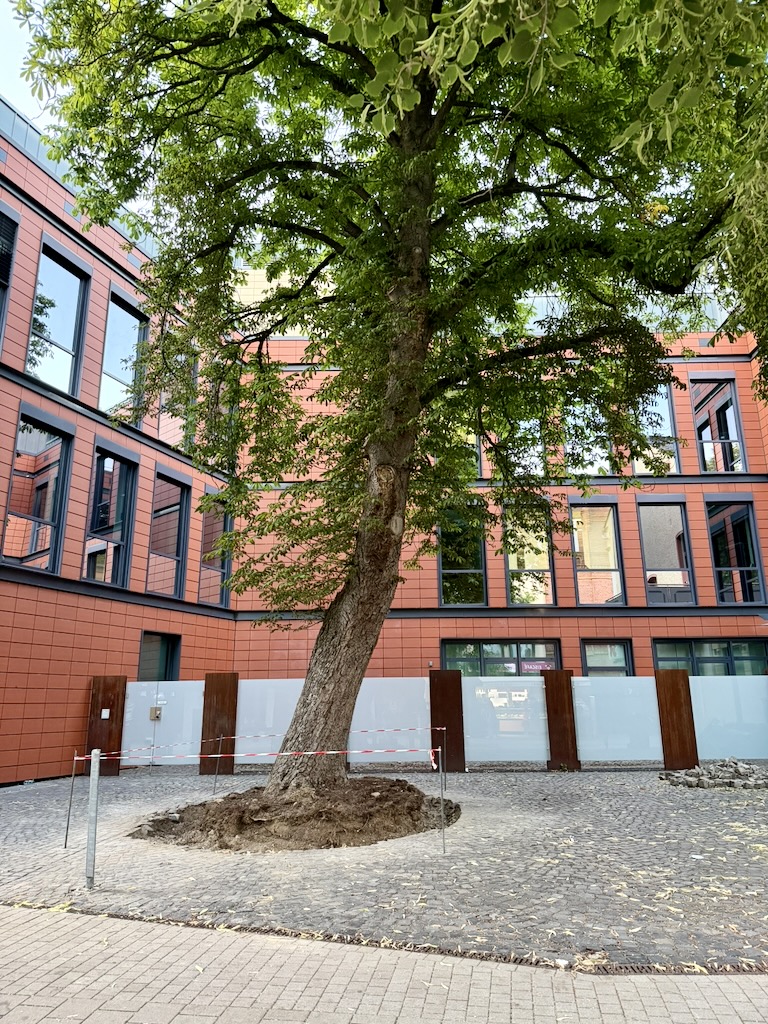 Kastanienbaum