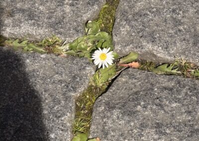 Gänseblümchen