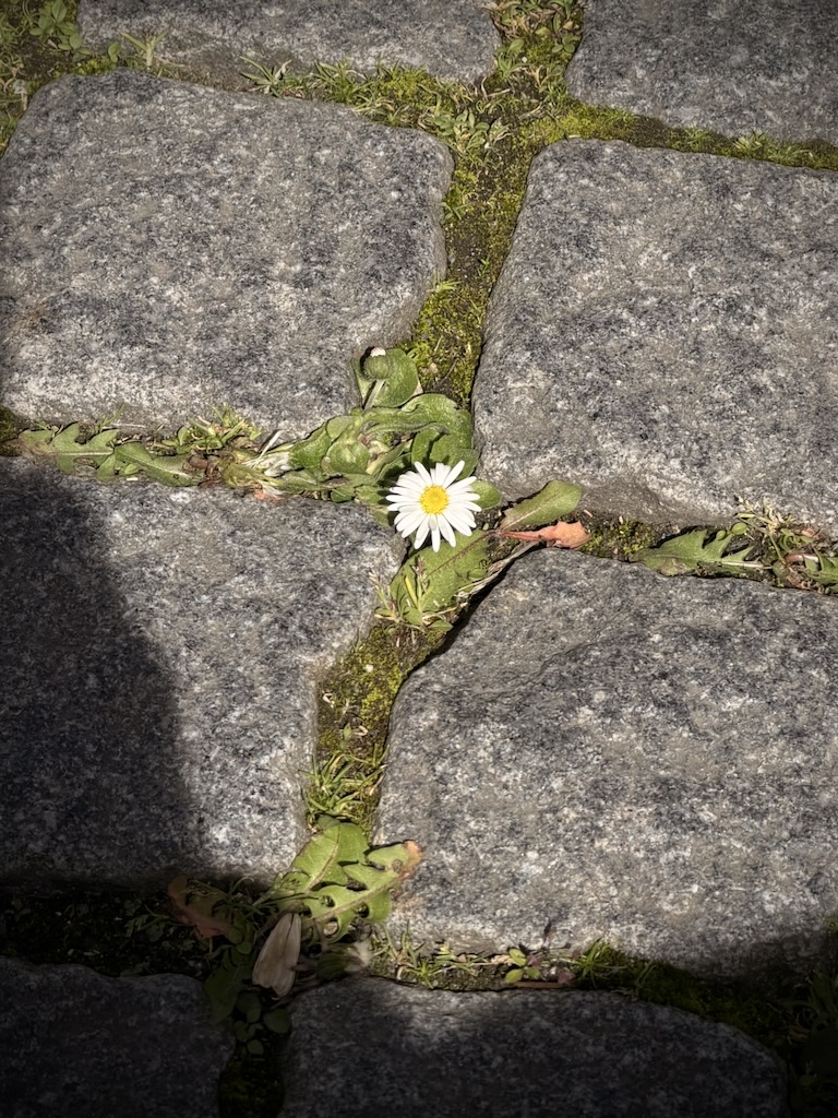 Gänseblümchen