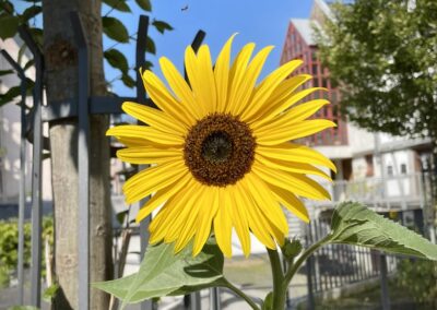Sonnenblume