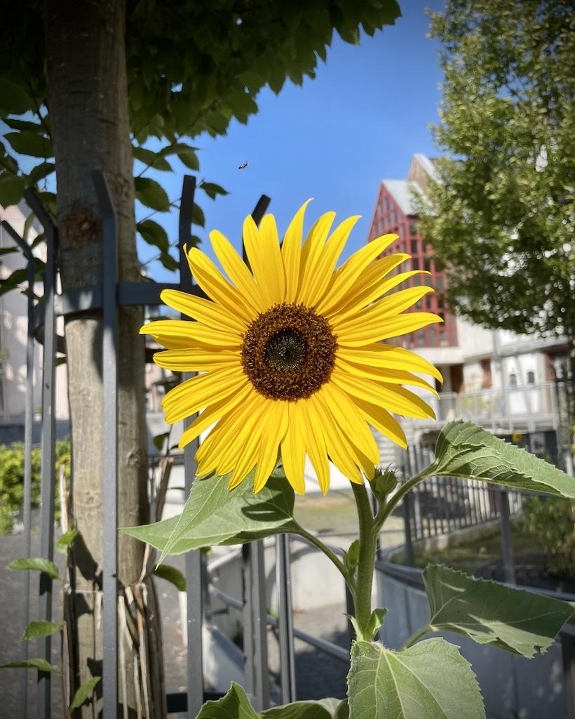 Sonnenblume