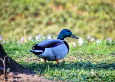Tierwelt