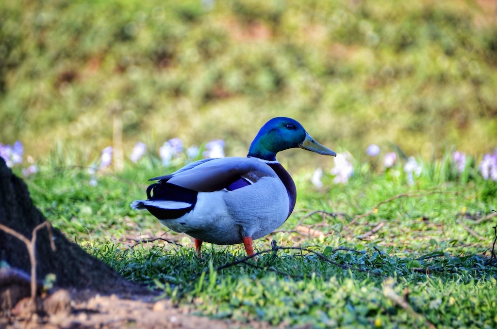 Tierwelt