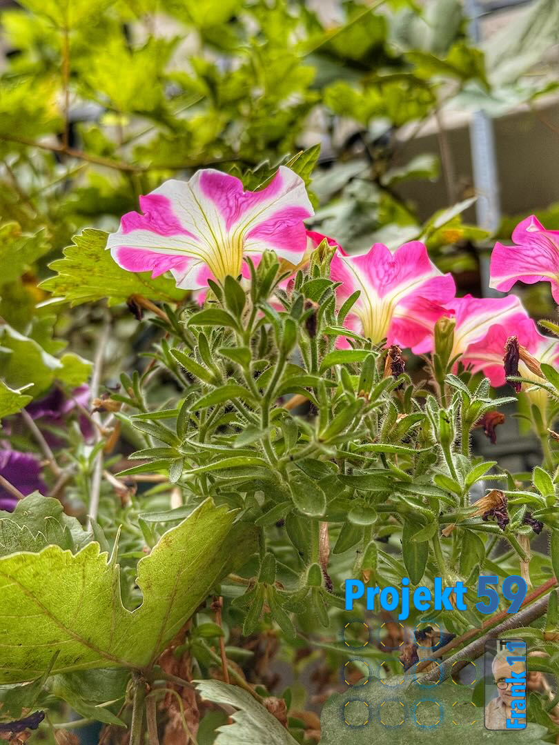 Projekt59 – Am Wegesrand